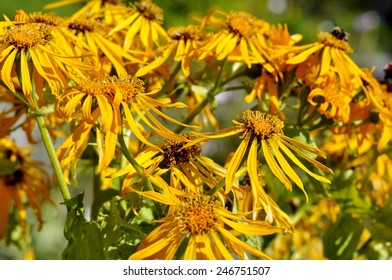 Smooth Oxeye Heliopsis Helianthoides