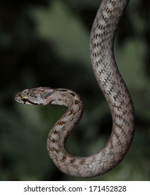 Smooth Snake