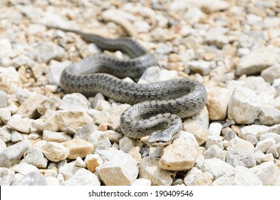 Smooth Snake