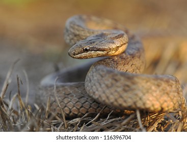 Smooth Snake (coronella Austriaca)