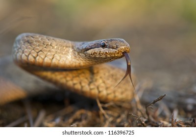 Smooth Snake (coronella Austriaca)