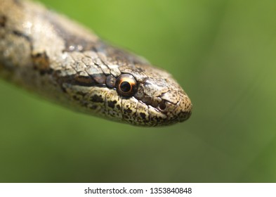 Smooth Snake, Coronella Austriaca