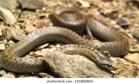 Smooth Snake, Coronella Austriaca