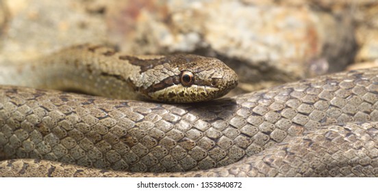 Smooth Snake, Coronella Austriaca