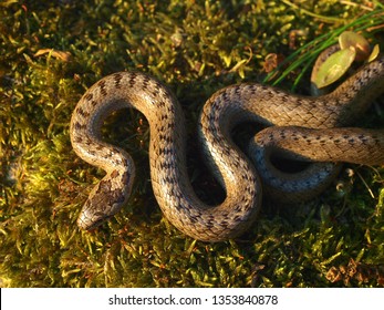 Smooth Snake, Coronella Austriaca