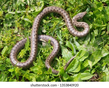 Smooth Snake, Coronella Austriaca