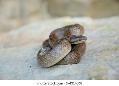 Smooth Snake (Coronella Austriaca)