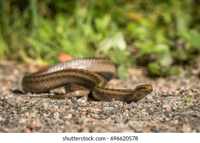 Smooth Snake, Coronella Austriaca