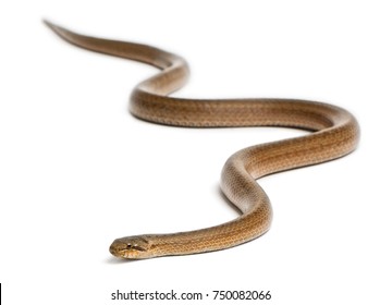 6,090 Smooth Snake Images, Stock Photos & Vectors 