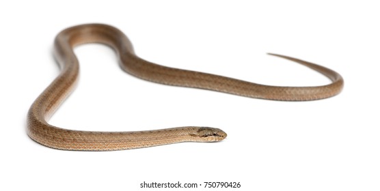 465 Coronella austriaca Images, Stock Photos & Vectors | Shutterstock