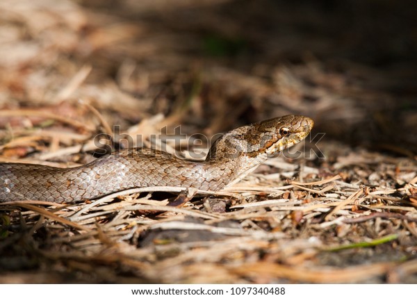 Smooth Snake On Forest Floor One Royalty Free Stock Image