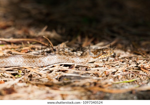 Smooth Snake On Forest Floor One Stock Image Download Now