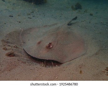 Smooth Sting Ray Swims On Sandy Ocean Floor