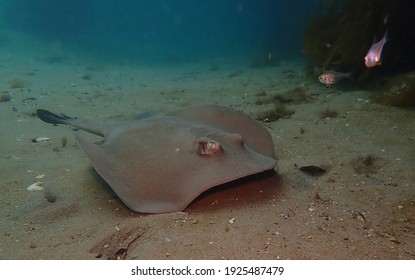 Smooth Sting Ray Swims On Sandy Ocean Floor