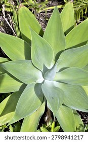 A smooth light‑green succulent forms a symmetrical rosette of thick pointed leaves, each leaf catching soft light and shadow that emphasise the plant’s natural geometry. The clean structure and subtle tonal shifts highlight its sculptural, architectural beauty.