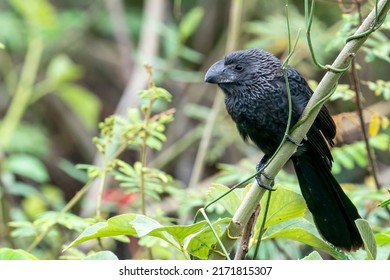 A Smooth-billed Ani at Pouso Alegre Lodge, Northern Pantanal, Mato Grosso State, Brazil