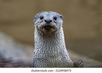 Smooth-coated Otter (Lutrogale perspicillata) Adult standing on hind legs looking.