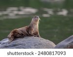 Smooth-coated Otters -  is a freshwater species from regions of South and Southwest Asia. It has been ranked as "vulnerable" on the IUCN Red List since 1996.