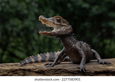 Smooth-fronted Caiman (Paleosuchus trigonatus), also known as Schneider's Dwarf Caiman, is a crocodilian from South America. It is the second-smallest species of the family Alligatoridae. - Shutterstock ID 2277583901