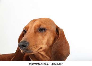 Red Short Haired Dachshund Images Stock Photos Vectors