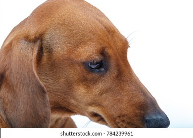 Red Short Haired Dachshund Images Stock Photos Vectors