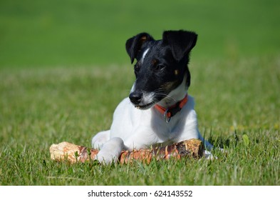 
smooth-haired fox terrier