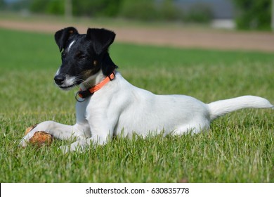 Royalty Free Smooth Fox Terrier Stock Images Photos Vectors