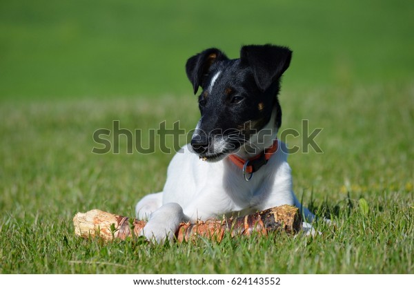 \
smooth-haired fox\
terrier
