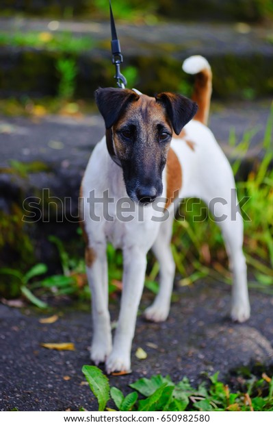 Smoothhaired Fox Terrier Stock Photo Edit Now 650982580