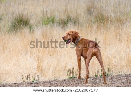 Smooth-Haired Vizsla standing alert in a dog park with a tennis ball in its mouth, dry summer day
