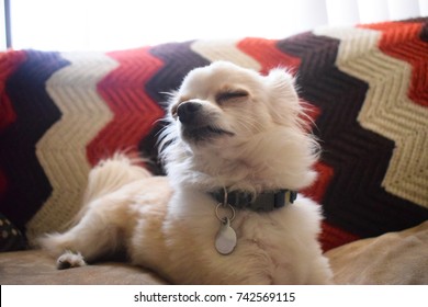 Smug Dog On Couch