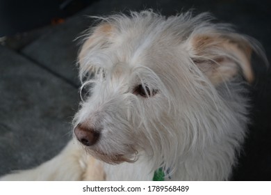 Smug Little White Fluffy Dog 