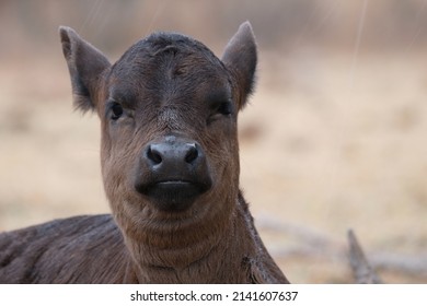 Smug Look On Funny Calf Face Squinting In Rainy Weather With Blurred Background.