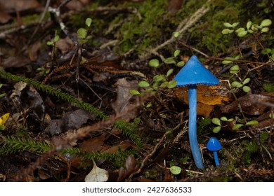 Hongos Pitufos
Un hongo de color azul brillante, su color atrae a los ojos al suelo del bosque donde se encuentra como un pequeño pitufo. 
Capturado en la costa oeste de Nueva Zelanda, entre arbustos nativos