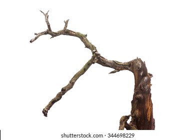 Snag isolated at white background