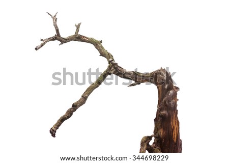 Snag isolated at white background