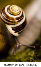 Snail