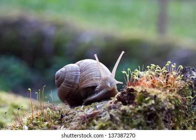 Snail