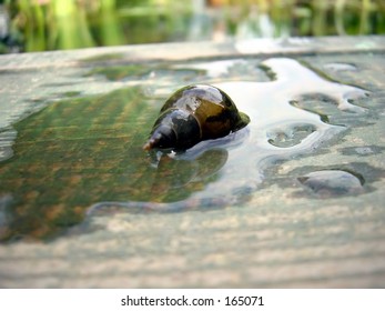 Snail