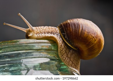 Snail