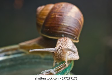 Snail