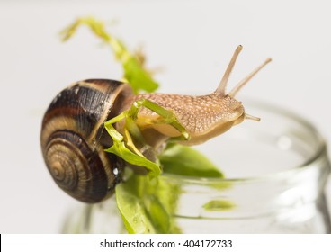 snail