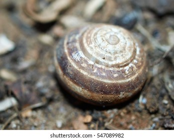 Snail