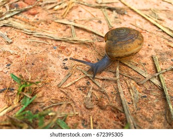 Snail