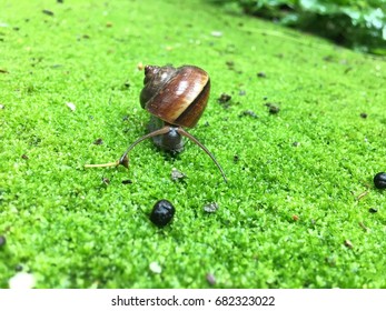 Snail