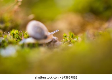 Snail.