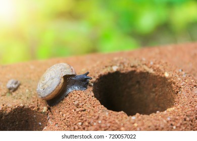 snail
