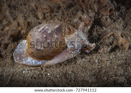Snail