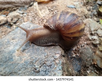 Snail Or Achatina Fulica Is A Land Snail Belonging To The Achatinidae Tribe.