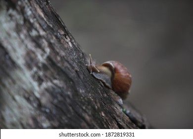 The Snail Or Achatina Fulica Is A Land Snail Belonging To The Achatinidae Family.